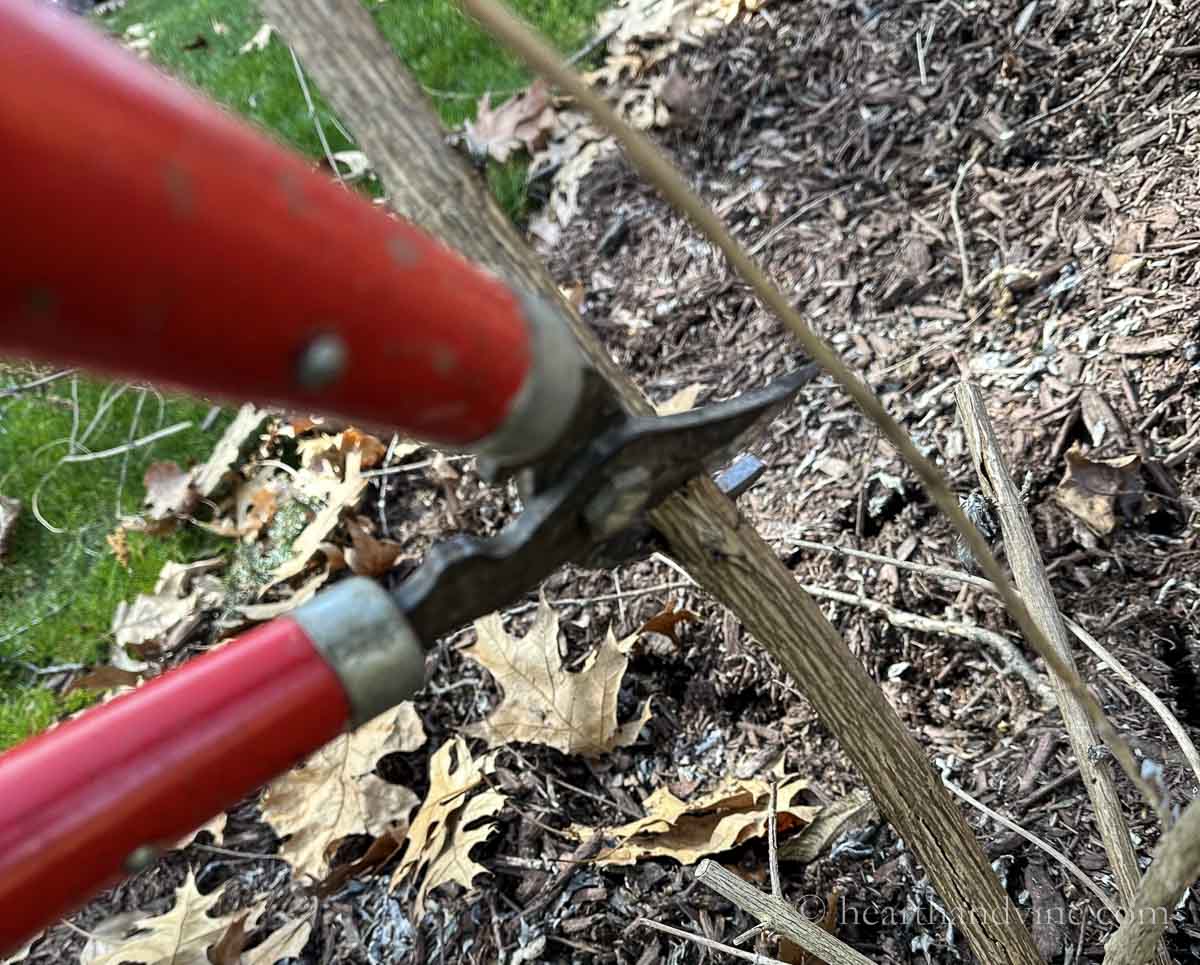 Loppers used to prune butterfly bush thick branches.