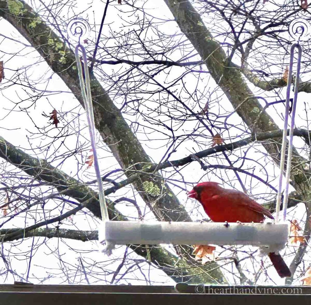 Make a Bird Feeder that Sticks to the Window Hearth and Vine