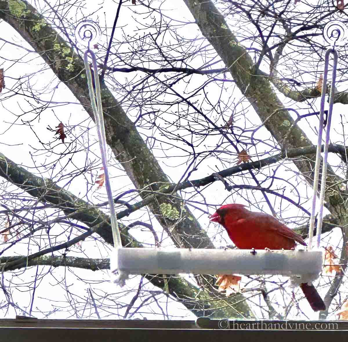 A red cardinal on the DIY window bird feeder.