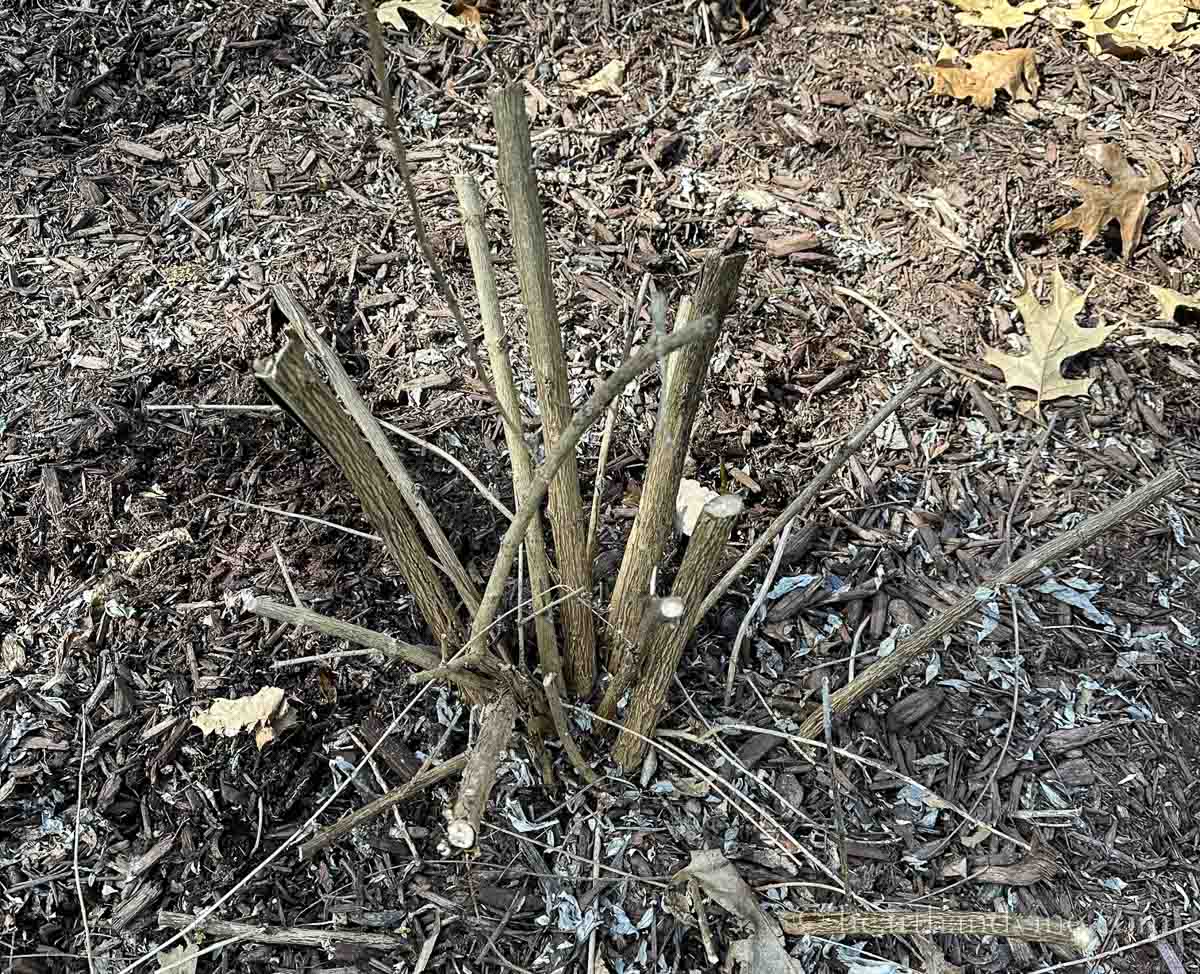 A butterfly bush after severe pruning.