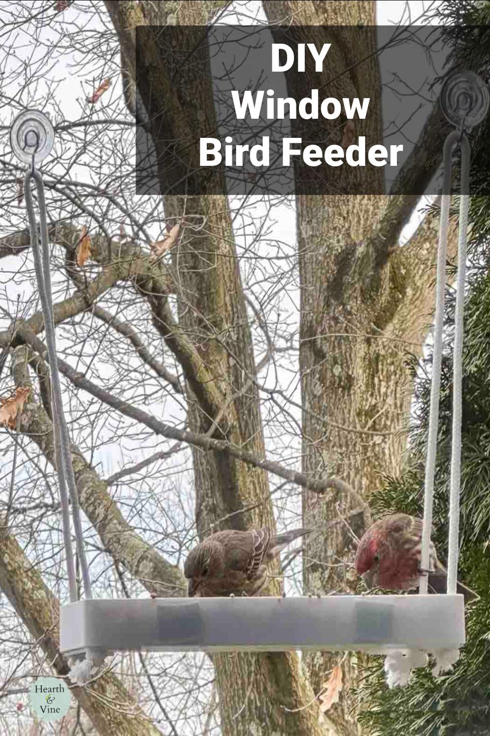 DIY window bird feeder with two purple finch birds eating birdseed.