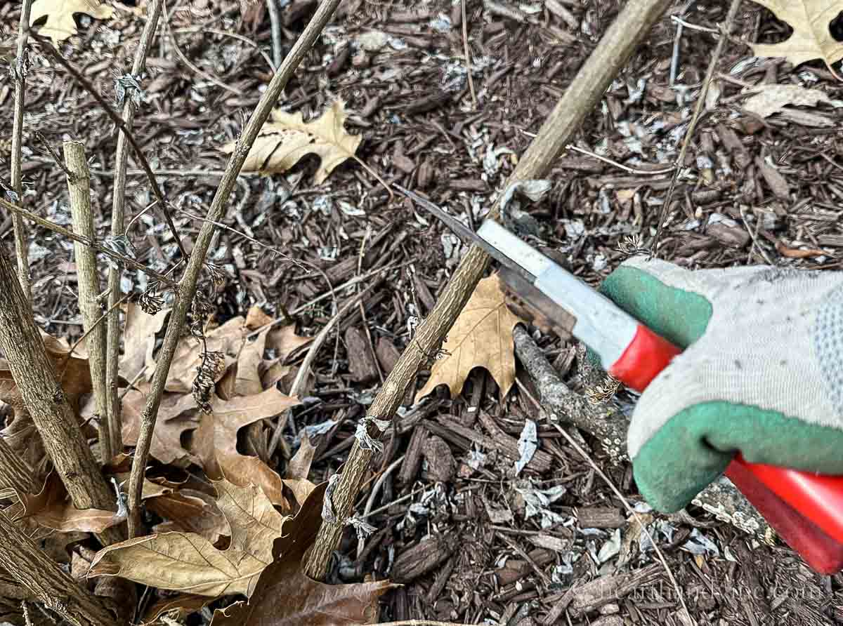 Pruning butterfly bush branch with hand pruners.