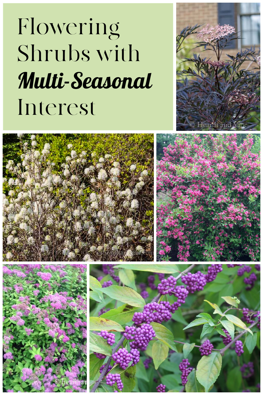 Collage of Sambucus, fothergilla, beautyberry, weigela, and spirea shrubs.