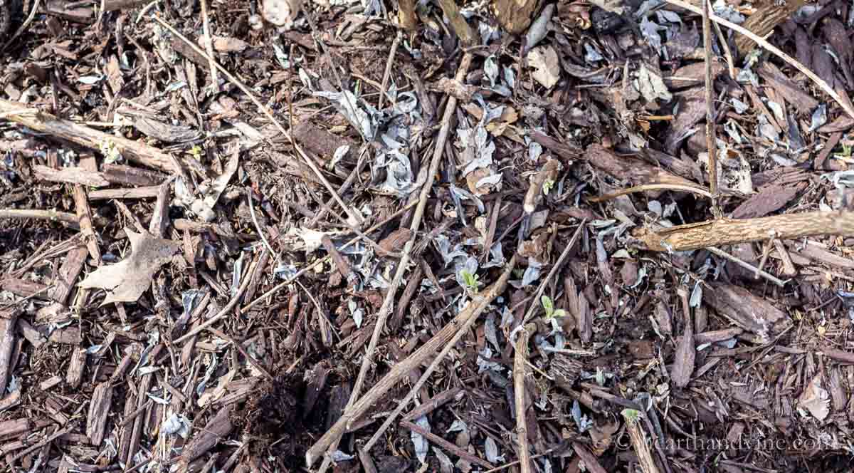 New growth on a butterfly bush in late winter.