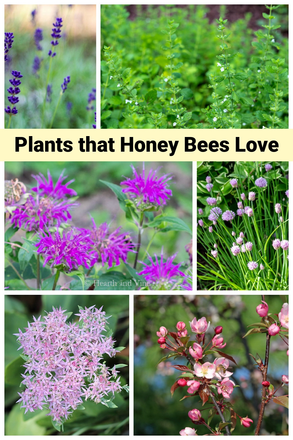 Best Plants for Honey Bees to Add to Your Garden