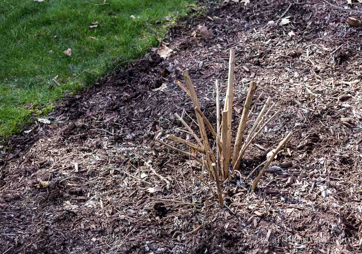 A pruned butterfly bush to 12 inches from the ground.