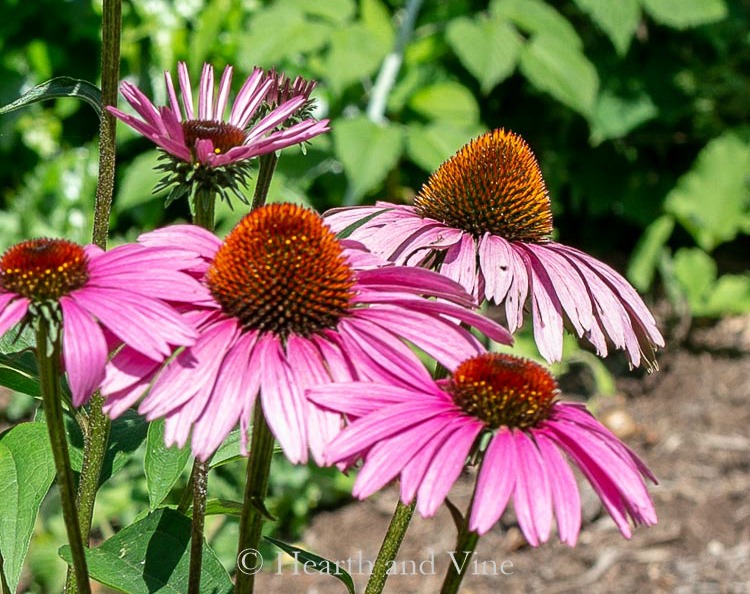 Echinacea aka Purple Coneflower blooms.