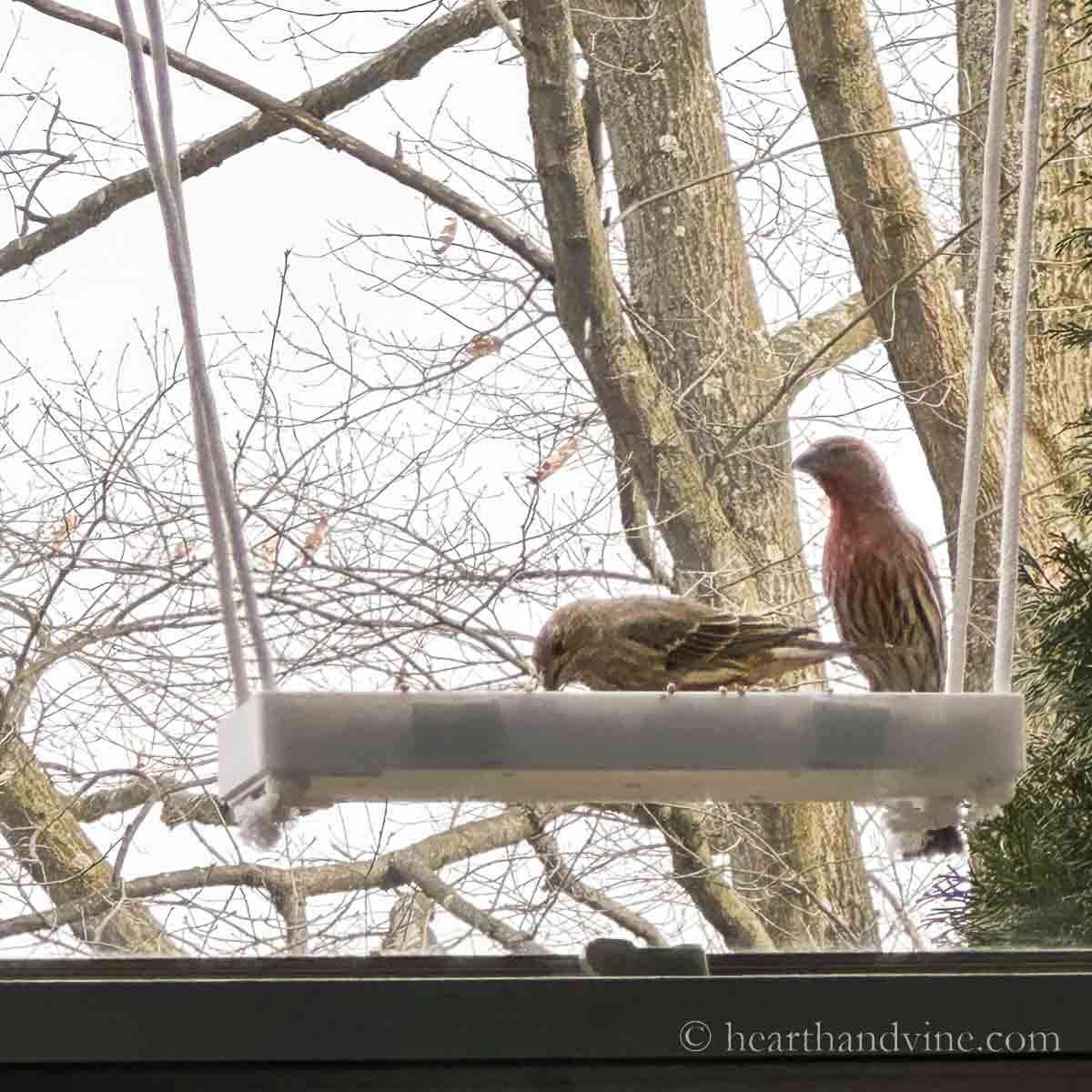 Male and female purple finches at window bird feeder
