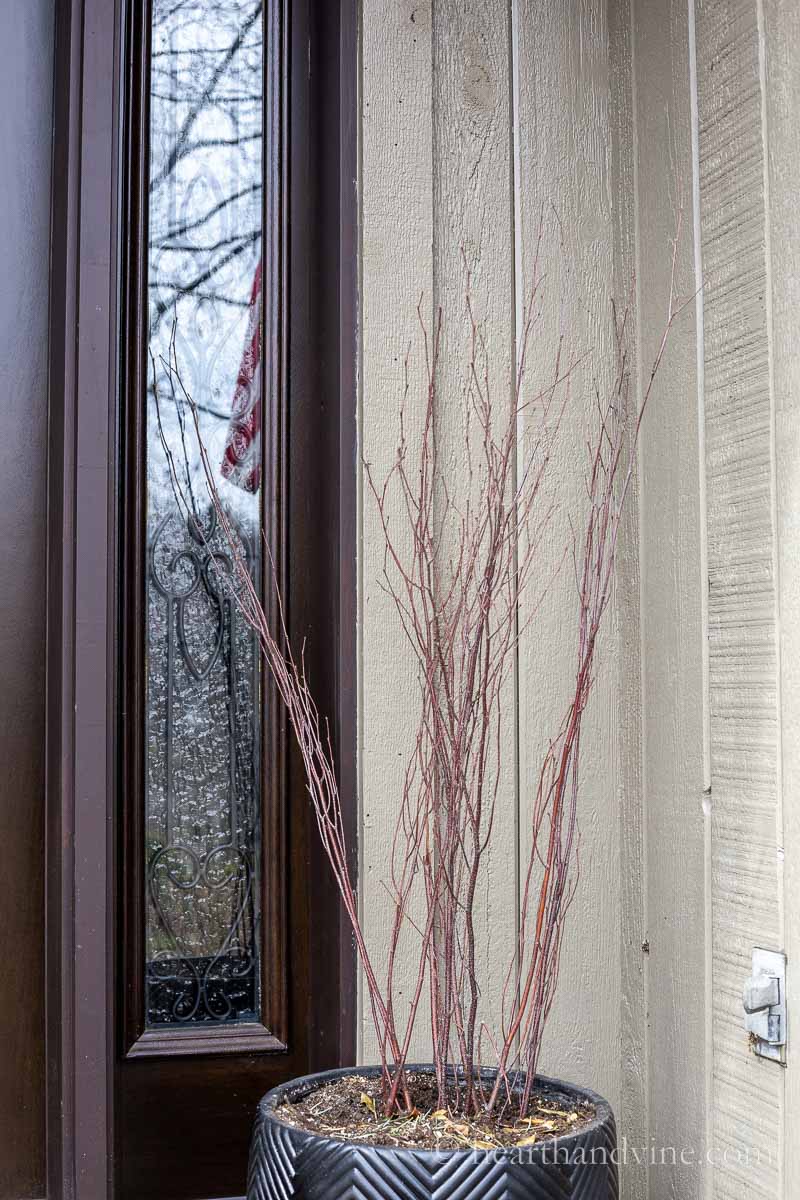 A large black planter with reddish brown branches.