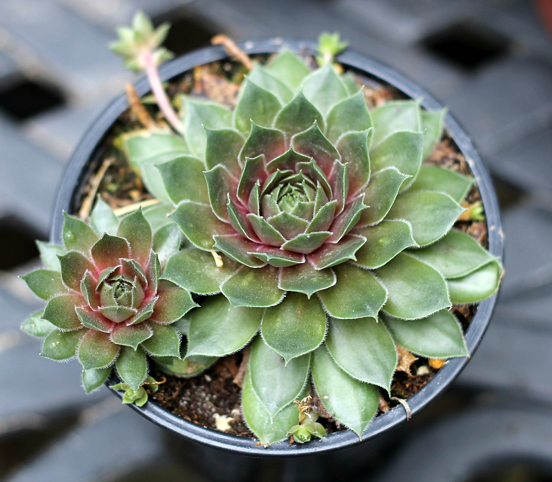 Green sempervivum with one large chick on the side and a couple of tiny ones above.