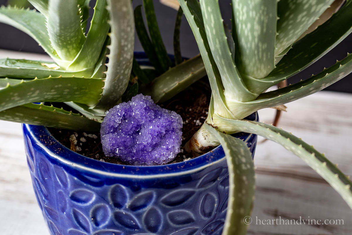 Purple pipe cleaner covered in borax crystals set in a pot with aloe vera growing.