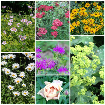 Collage of perennial flowers including beebalm, Lady's Mantel, black eyed susan, yarrow, daisy and peony..
