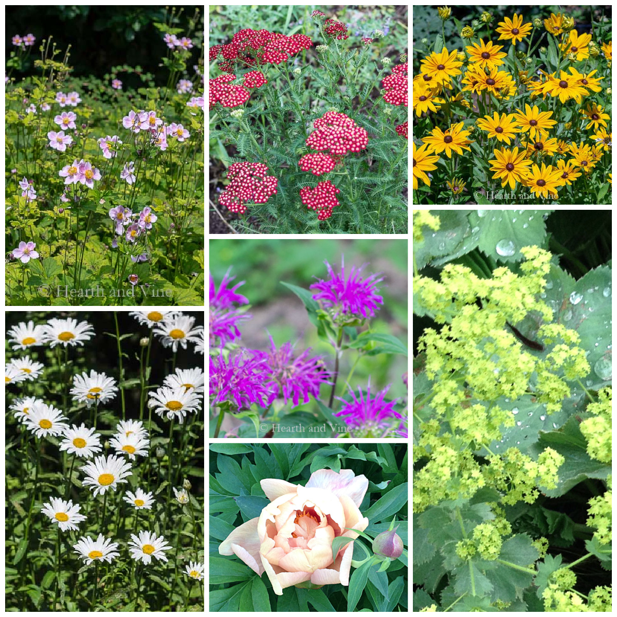 Perennials for cut flower arrangements including anemone, yarrow, rudbeckia, shasta daisy, bee balm, Ladys mantle, and peony.