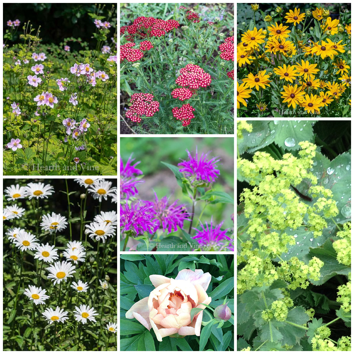 Collage of perennial flowers including beebalm, Lady's Mantel, black eyed susan, yarrow, daisy and peony..