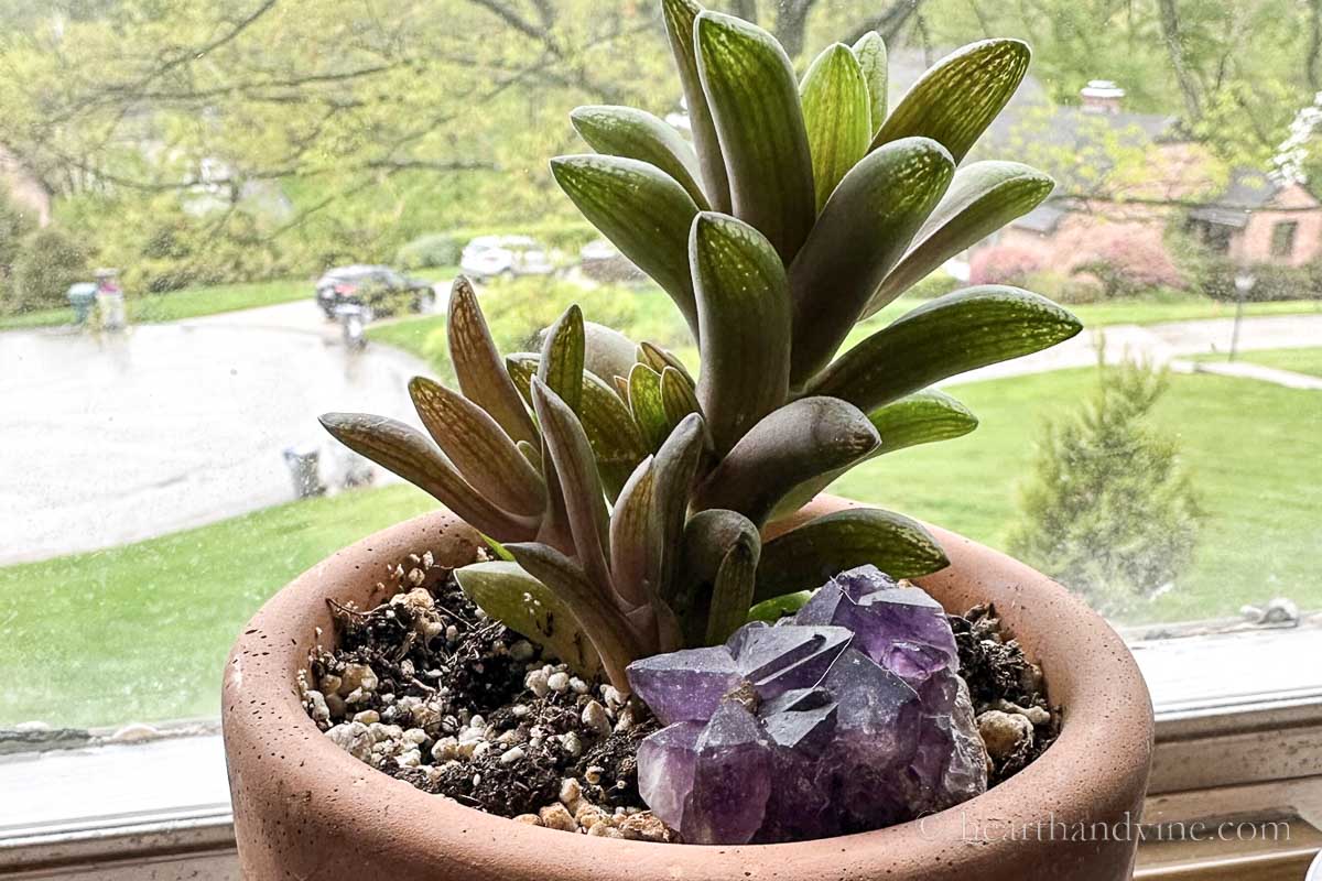 Real purple crystal in a pot with a succulent plant.