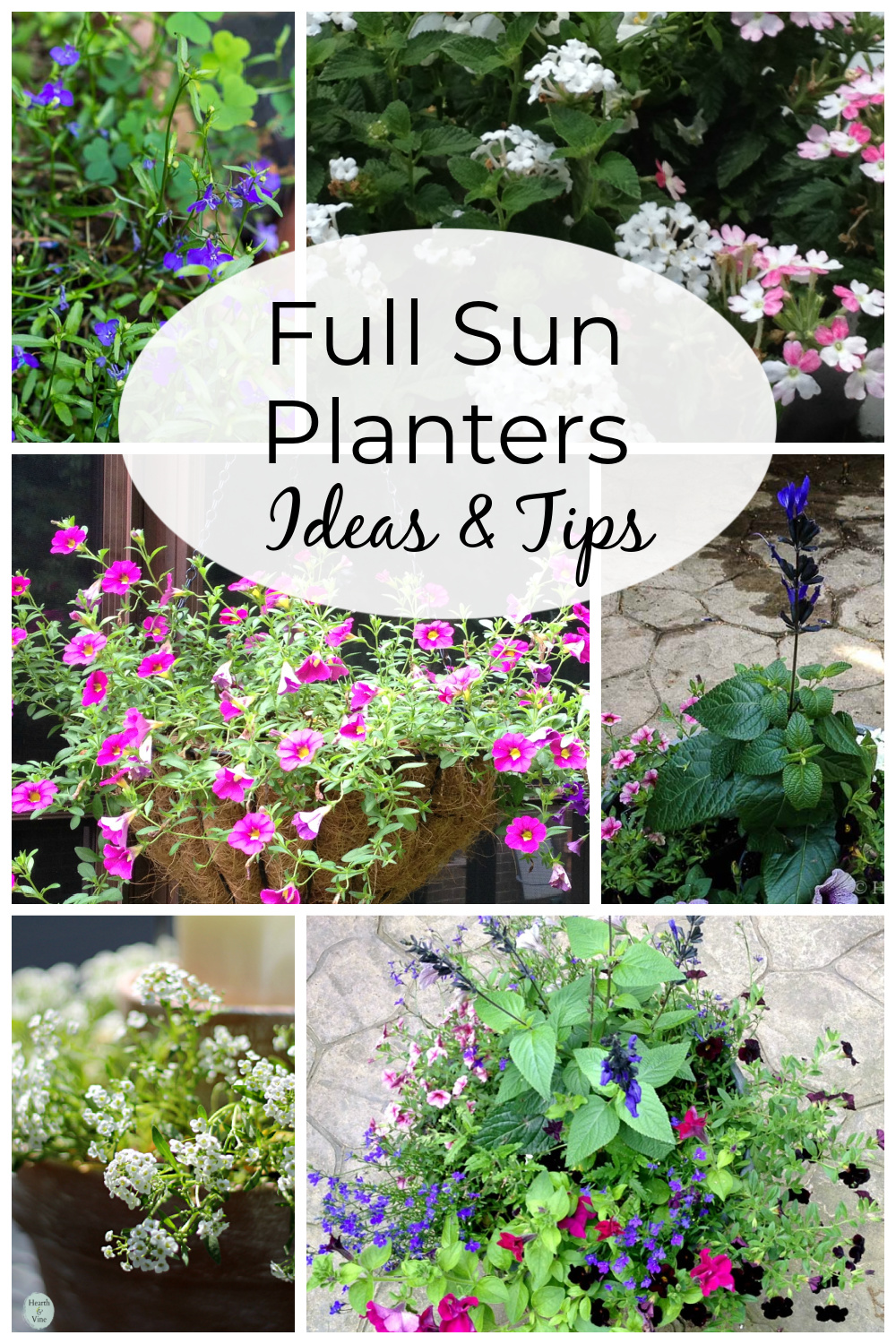 Container Plants For Full Sun: Choices For Colour, Foliage, 58% OFF