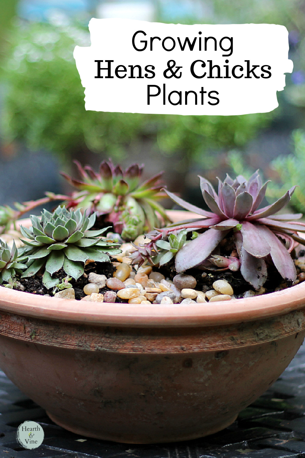 Terracotta pot with hens and chicks and gravel on top.