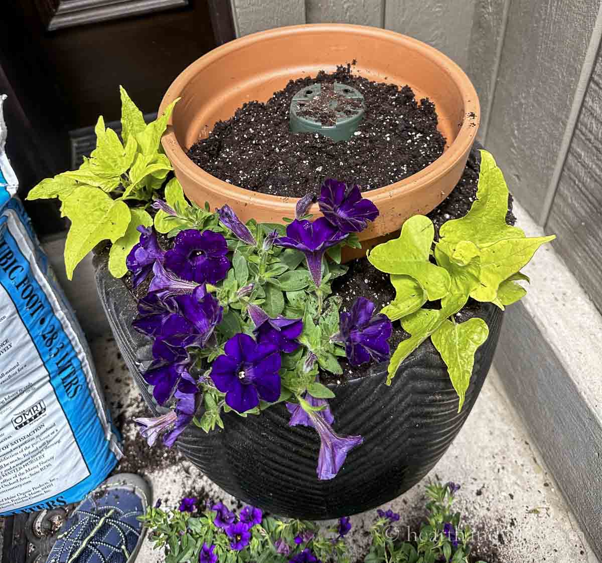 Two chartreuse sweet potato vine plants with a dark purple petunia between in a large pot with a clay pot behind.