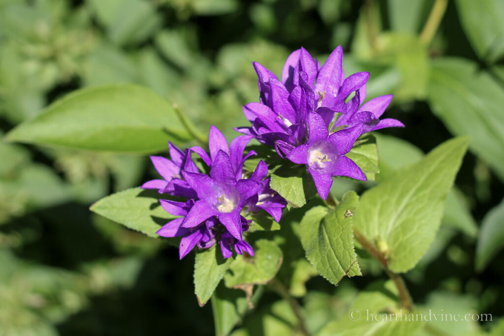 Purple Perennial Flowers Easy to Grow Hearth and Vine