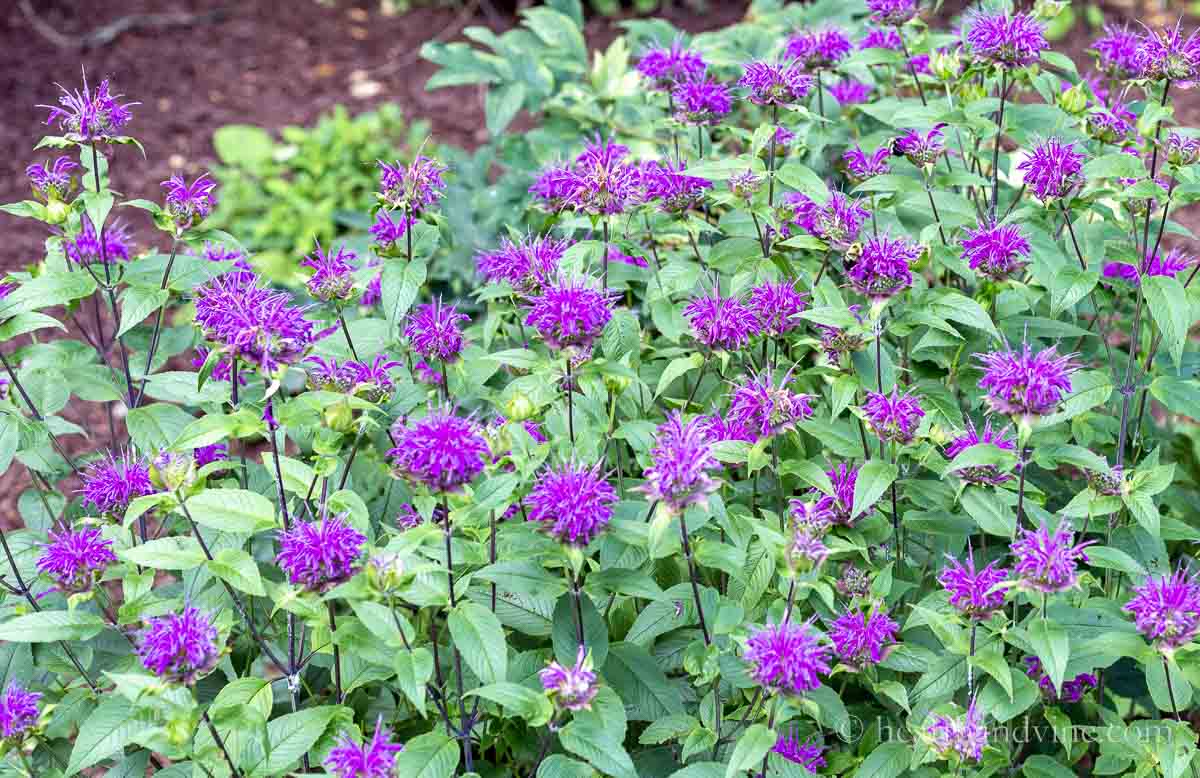 Blue stocking beebalm in bloom during the summer.