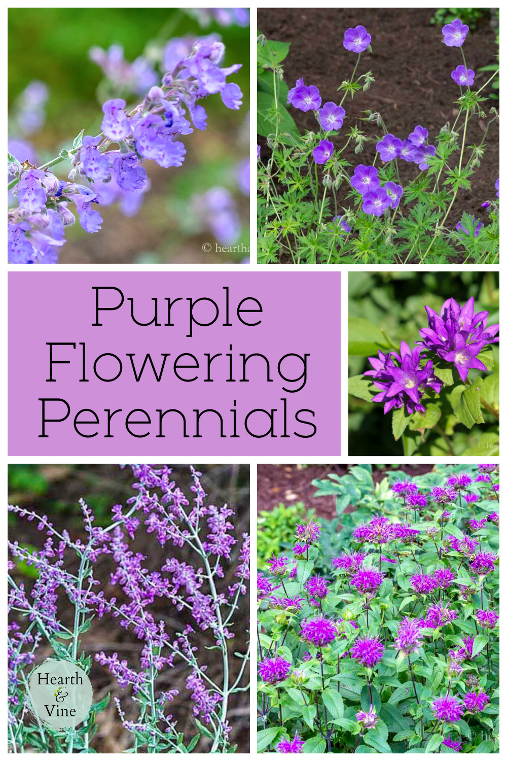 Collage of purple perennial flowers including catmint, bellflower, geranium, Russian sage and beebalm.