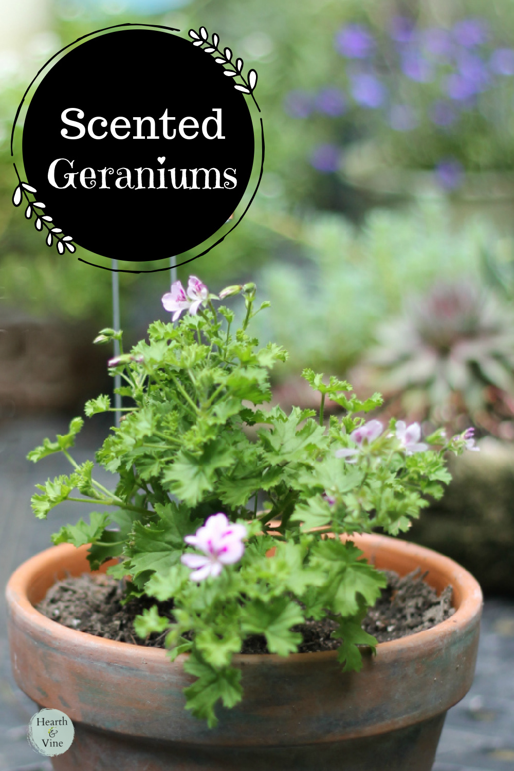 Clay pot with a lemon scented geranium in bloom inside.