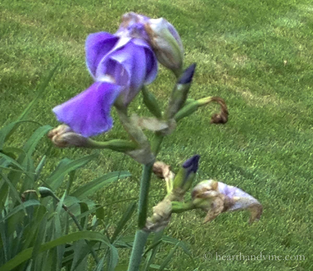Single old fashioned iris in pale lavender.