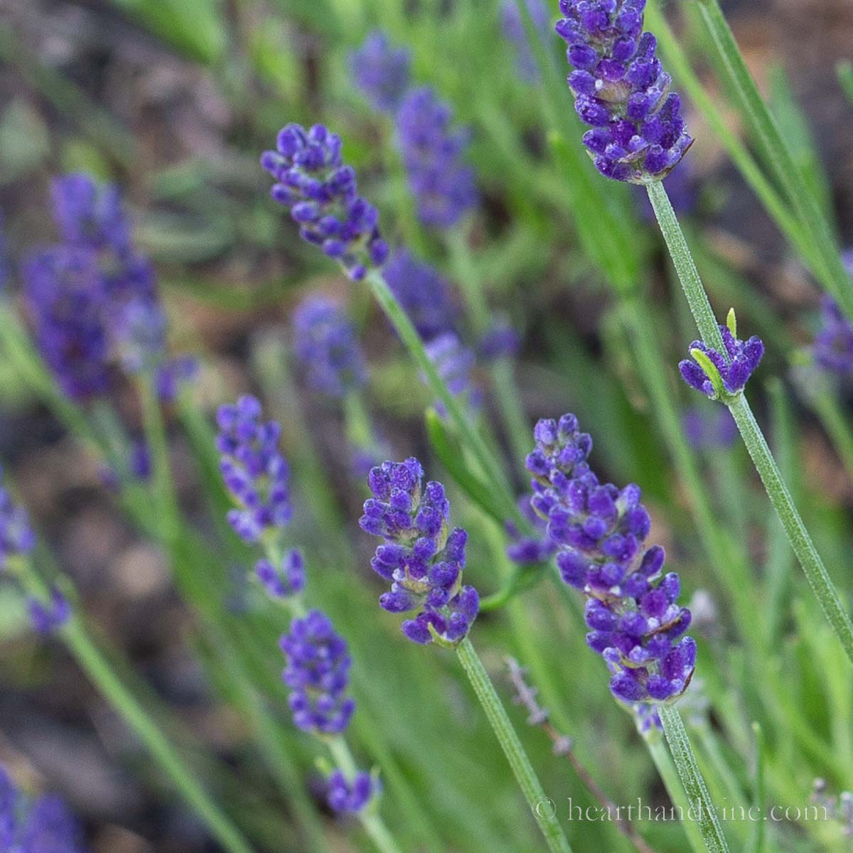 Hidcote lavender in bud close up.