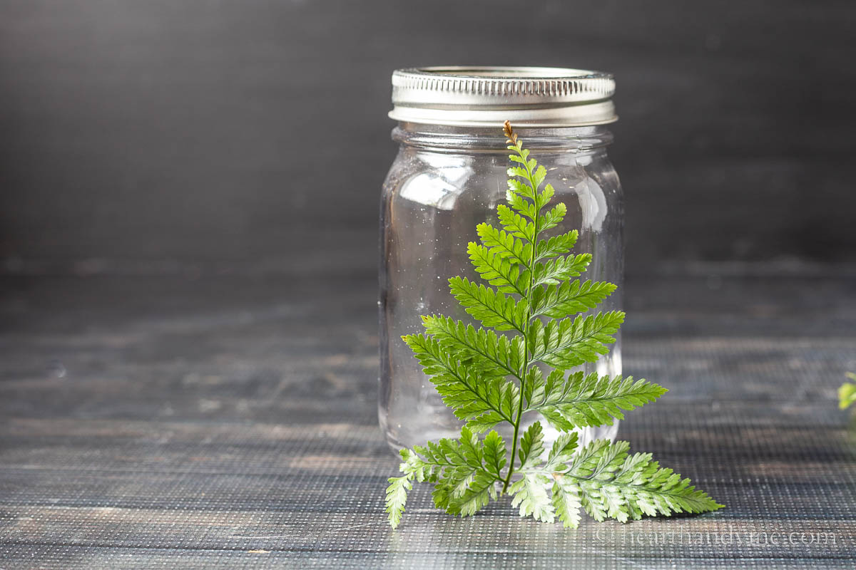 A fresh fern held up to the outside of a pint mason jar.