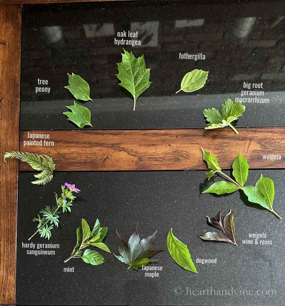 Eco Printing on Paper Craft Hearth and Vine