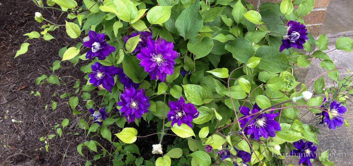 Double dark purple clematis flowers.
