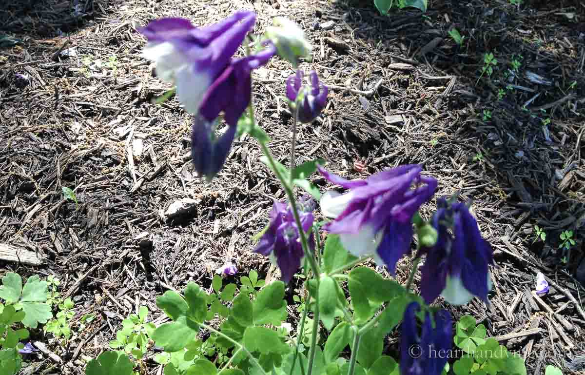 Springtime columbine flowers in dark purple and white centers.