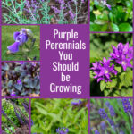 Purple flowering perennials in a collage.