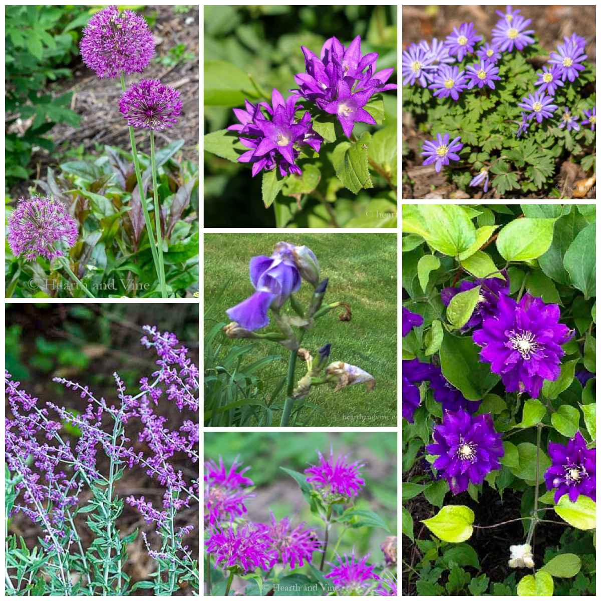 Collage of purple perennials flowers including, iris, clematis, aster, beebalm, russian sage and bellflower.