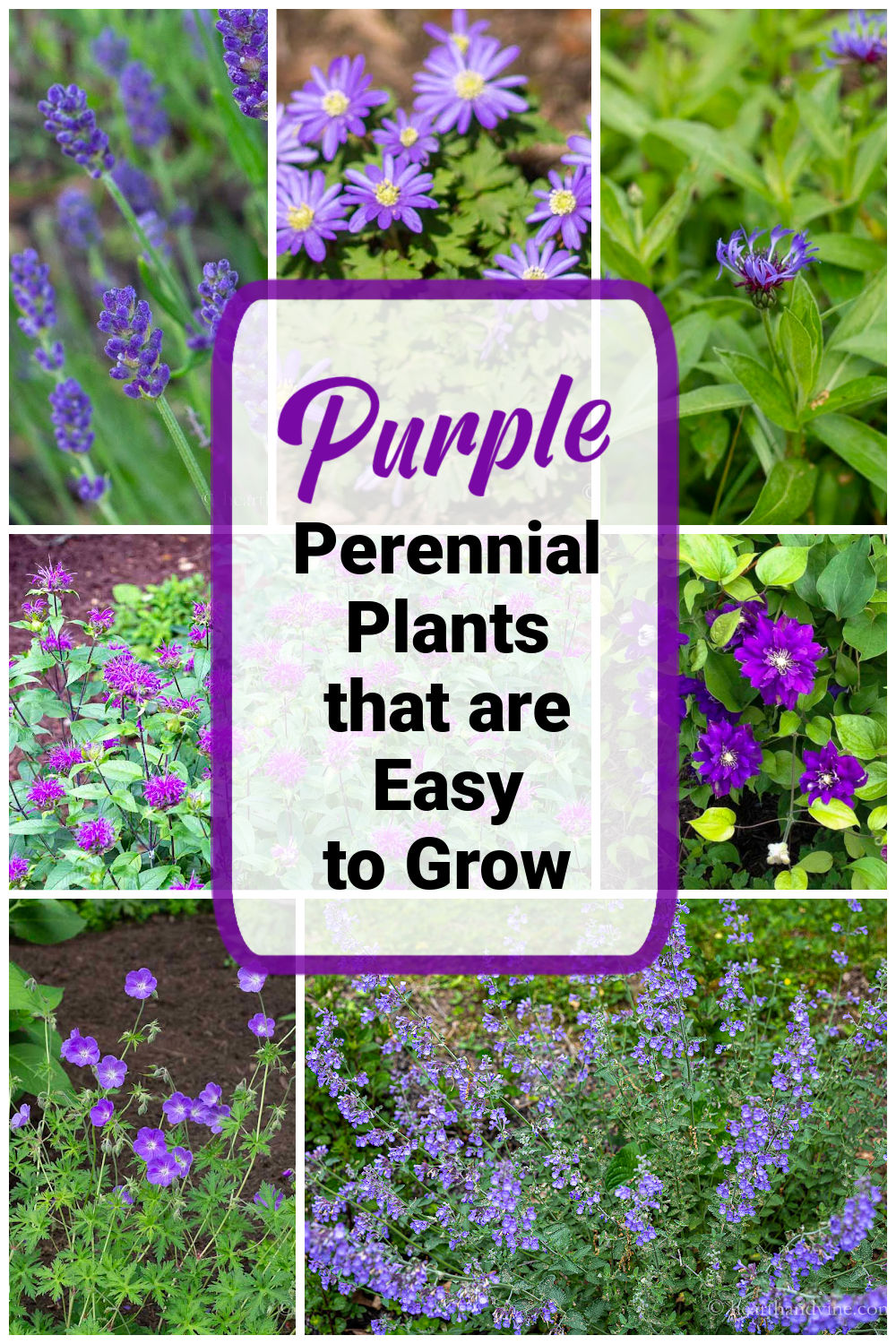 Purple Perennial Flowers: Easy to Grow | Hearth and Vine