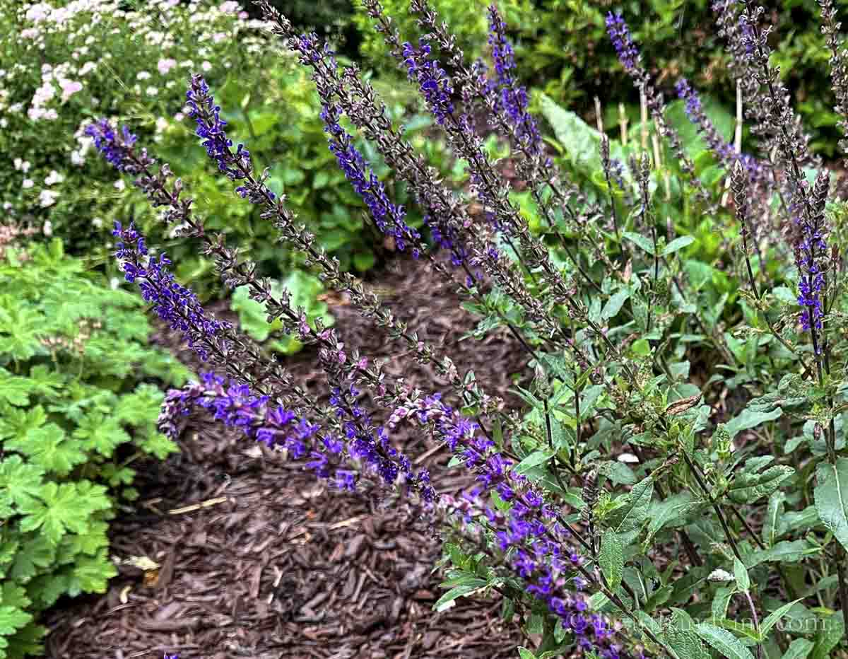May night salvia just about the end of the flowering time.