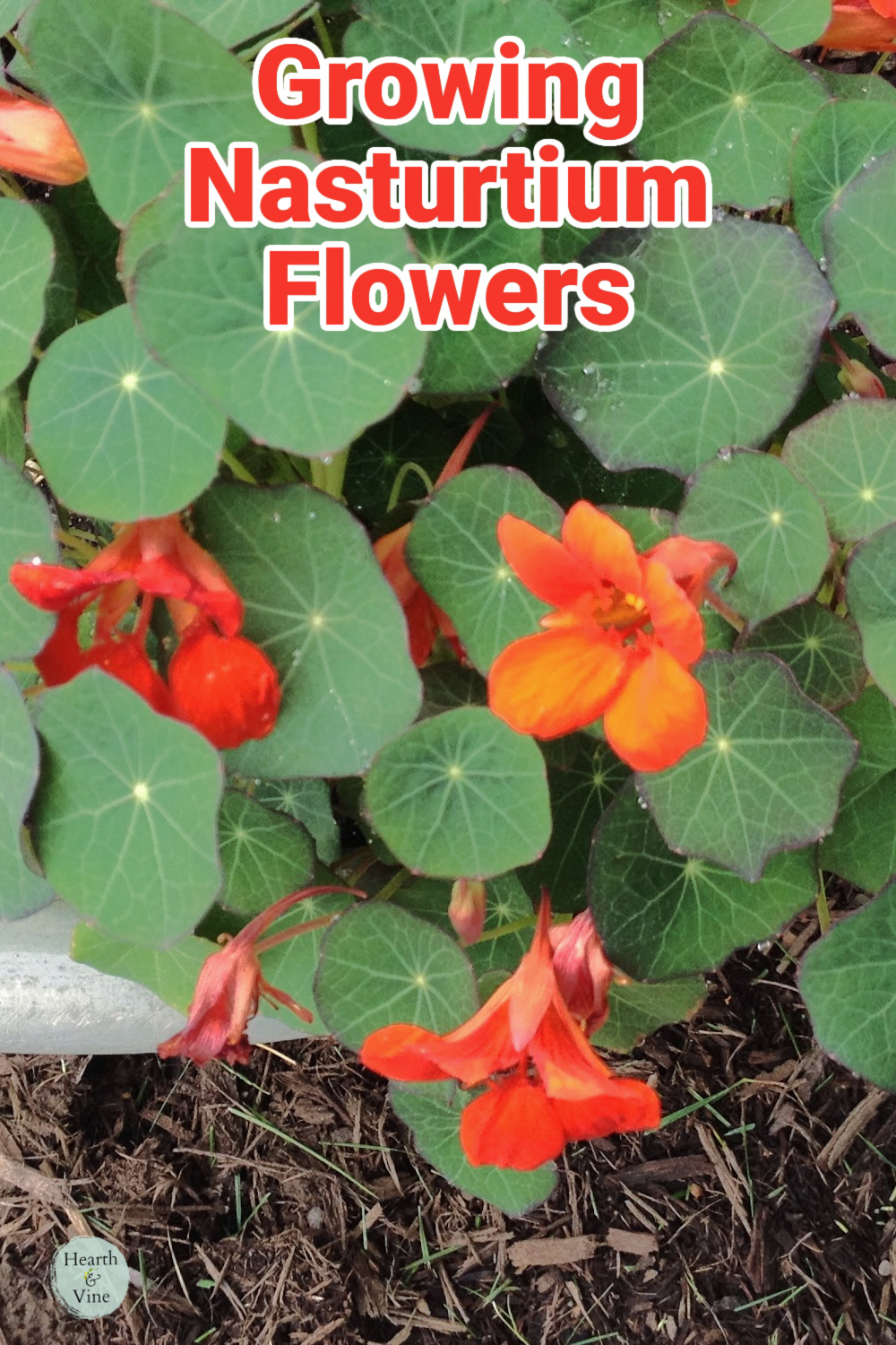 Growing nasturtiums in a pot with shades of red and orange.