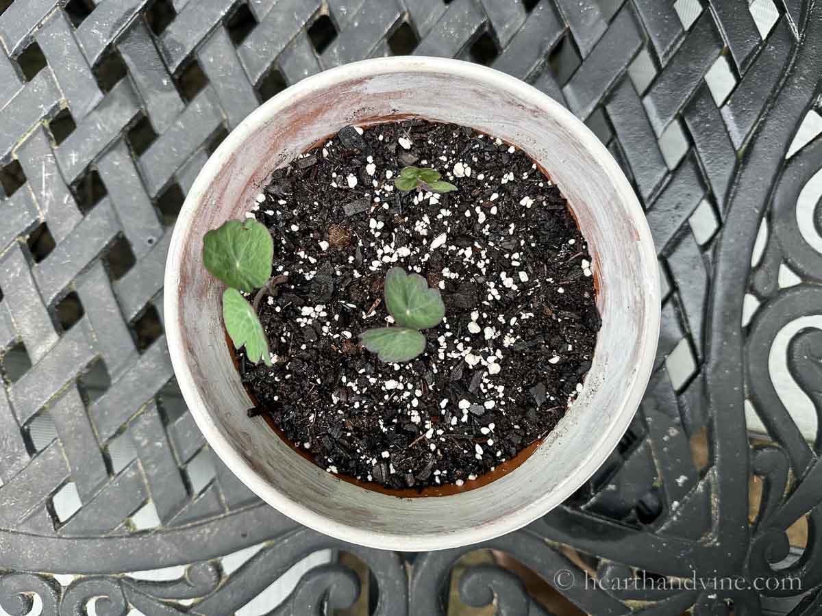 Nasturtium seedlings in a painted clay pot.