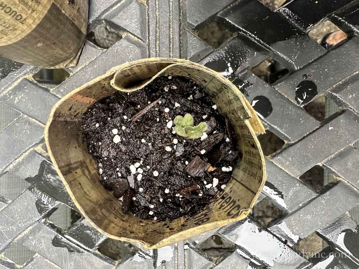 Nasturtium growing in a paper plant pot.