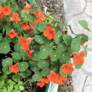 Red nasturtiums growing in a large pot.