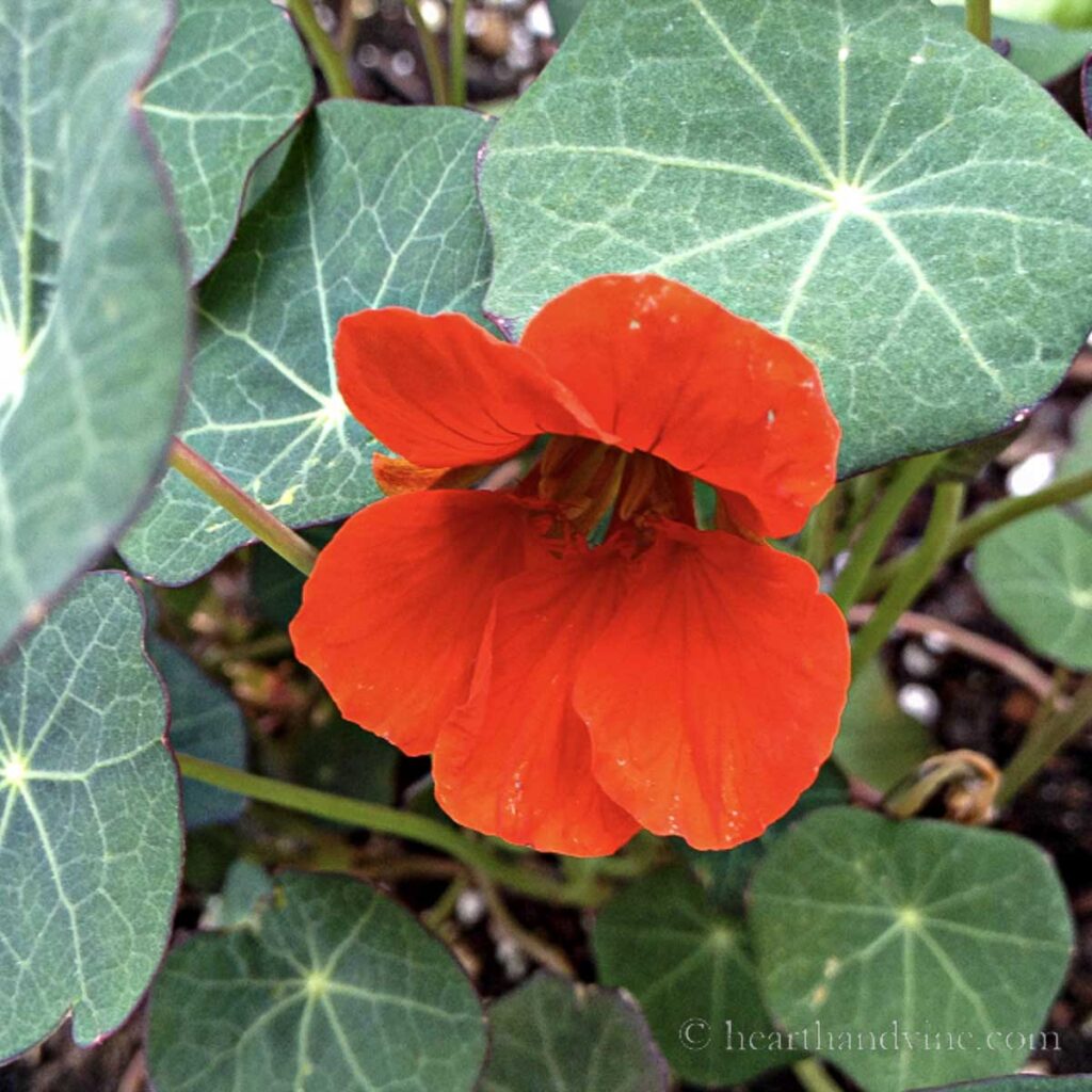 Growing Nasturtiums Flowers Beautiful Edible Flowers Hearth and Vine