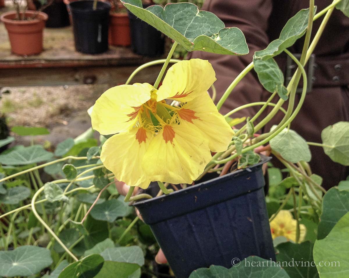 A yellow nasturtium flower with orange markings in the center in a nursery pot.