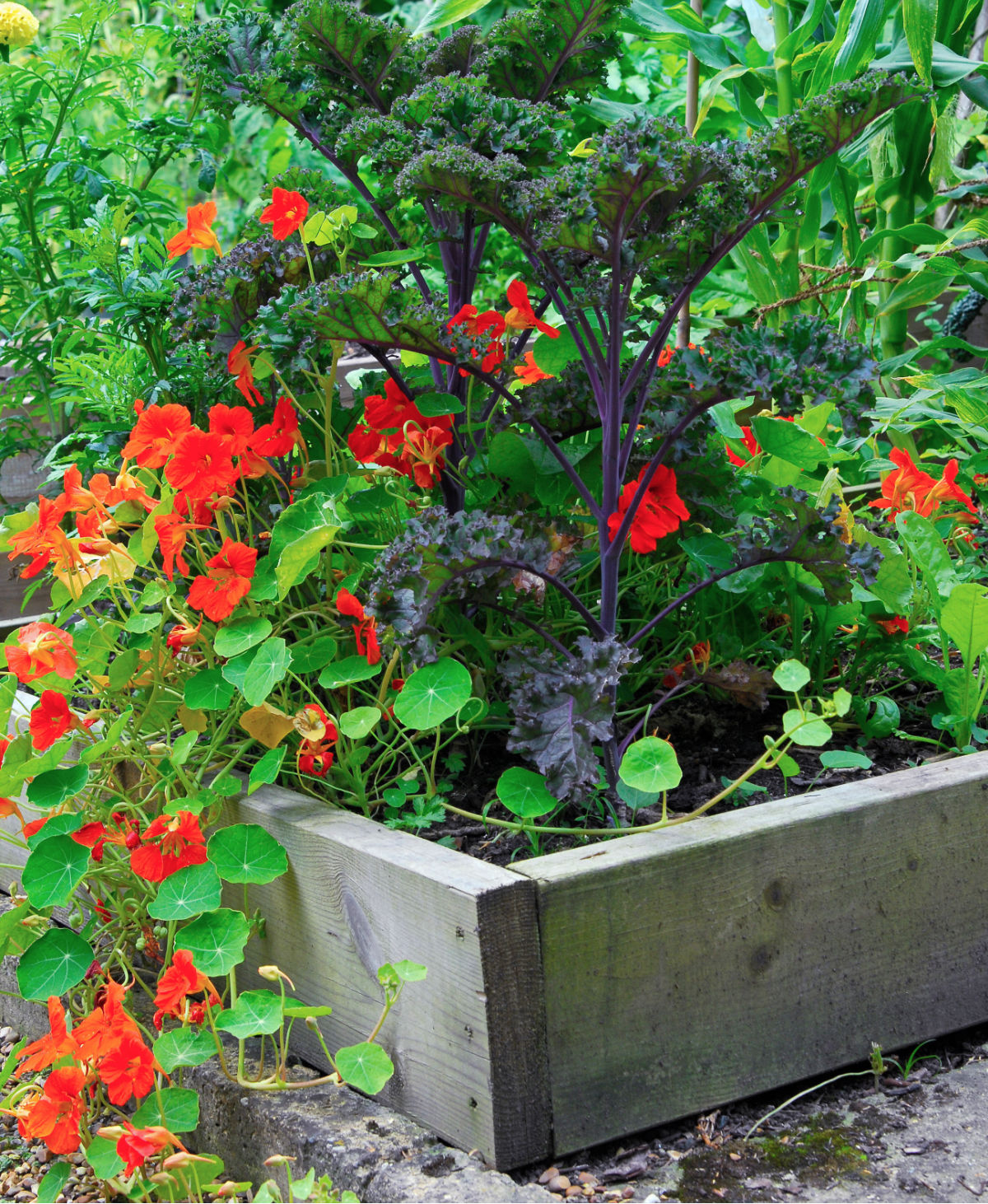 Bright red nasturtium plants flowering along side a kale plant in a raised bet.