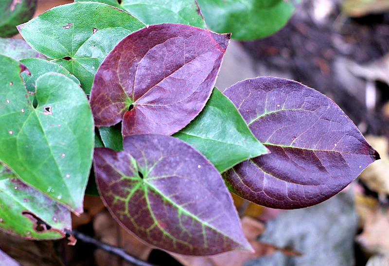 Epimedium leaves in the fall turn a beautiful plum color.