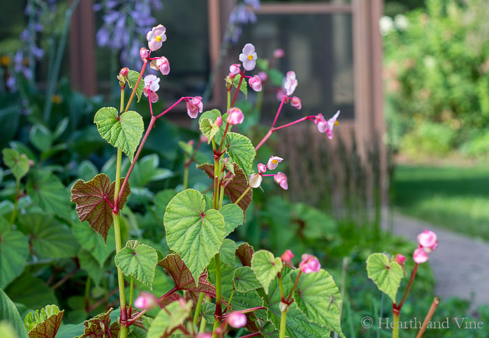 Begonia grandis in bloom in the garden. Tall stems with small pink flowers.