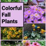 Colorful fall perennial plants including black eyed Susan, asters, coneflowers, begonia, ligularia, and false sunflowers.