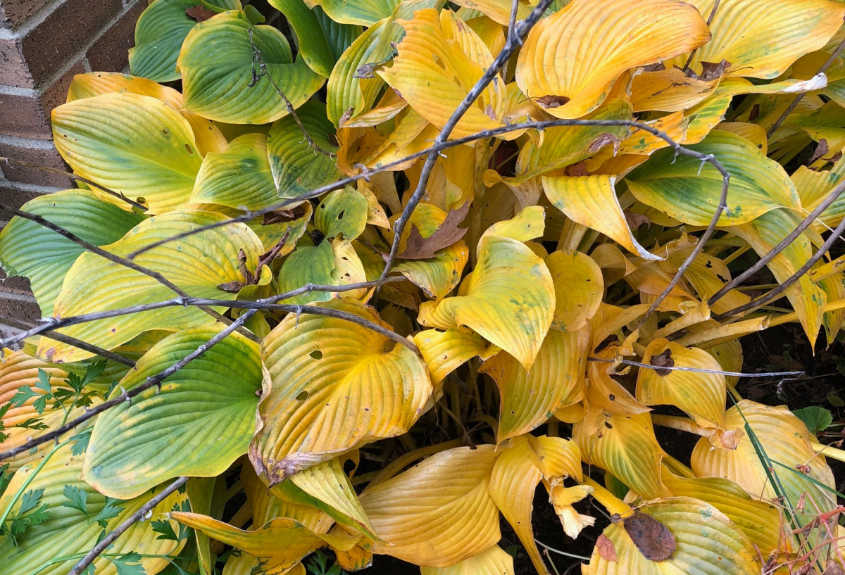 Hosta leaves turning gold in the fall.