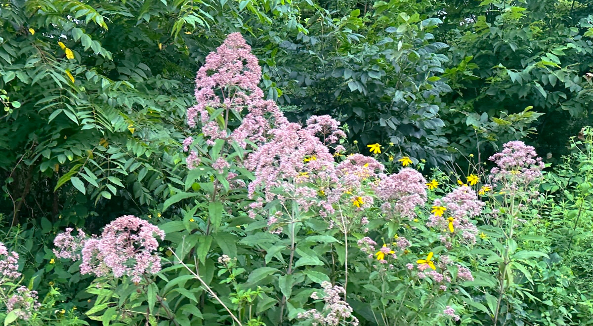 Joe pye weed growing in the wild. Very tall stems with large puffs of pink-purple flowers.