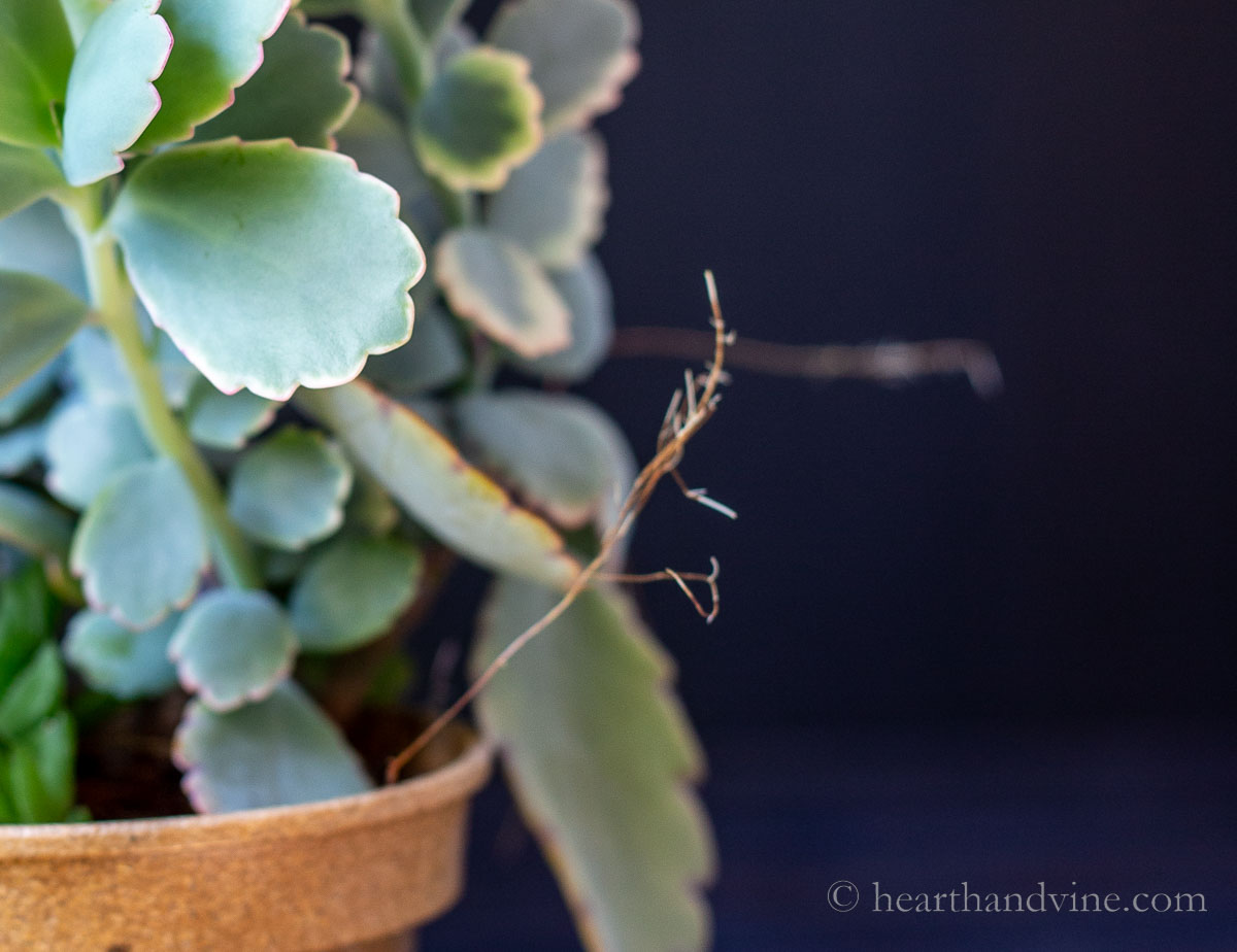 Kalanchoe fedtschenkoi with aerial roots growing.