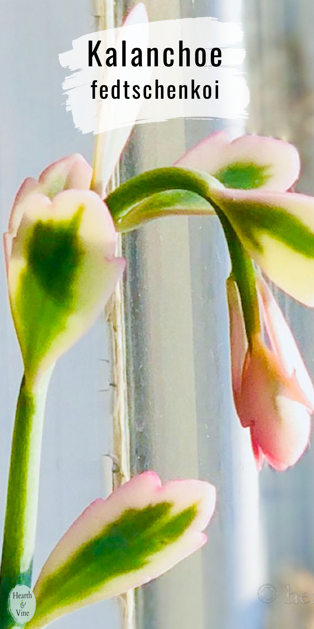 Kalanchoe fedtschenkoi growing in a window with new pink growth.